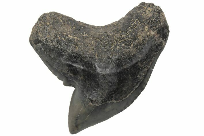 Fossil Tiger Shark (Galeocerdo) Tooth #212038